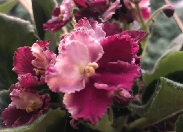 植物换土|非洲堇换土时间和方法
