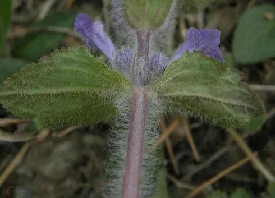 植物排行|地被植物有哪些