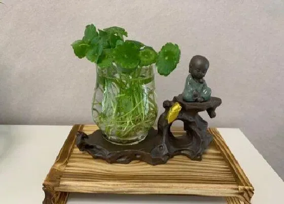 植物排行|家养水培植物有哪些