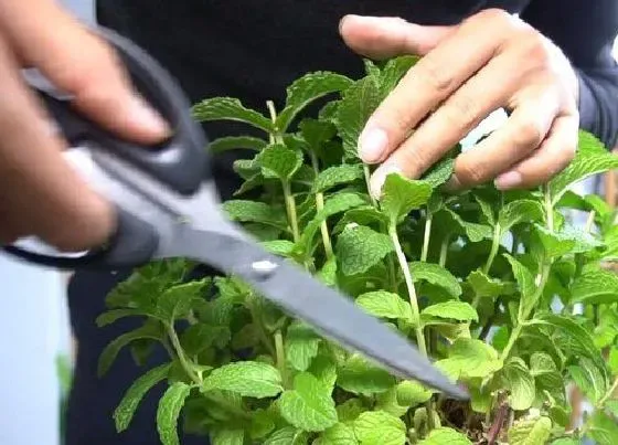 植物修剪|薄荷需要剪枝吗 修剪有哪些注意事项