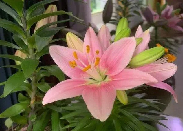 养殖科普|百合花喜欢太阳吗