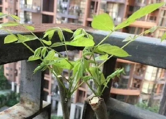 冬天植物|紫藤花冬天掉叶子吗