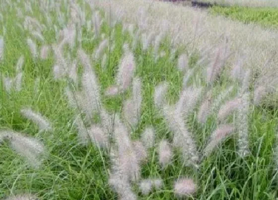 植物百科|白草又叫什么名字