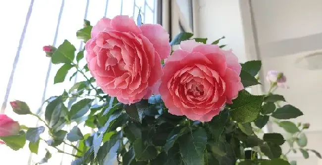 植物百科|芳香王阳台月季优缺点（芳香王香味浓单花花期长又耐阴）