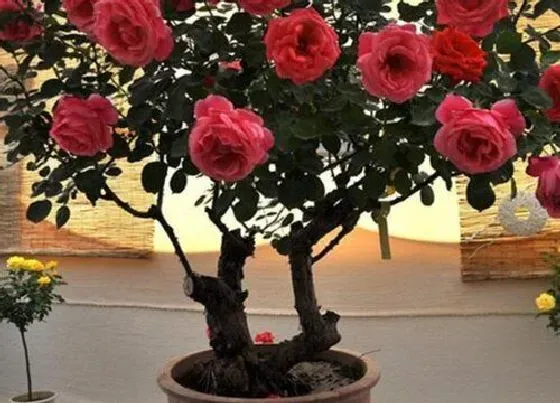 植物嫁接|嫁接月季花用什么砧木最好，树状月季花砧木有几种选择）