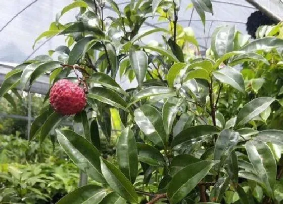 冬天植物|荔枝树怕冻吗