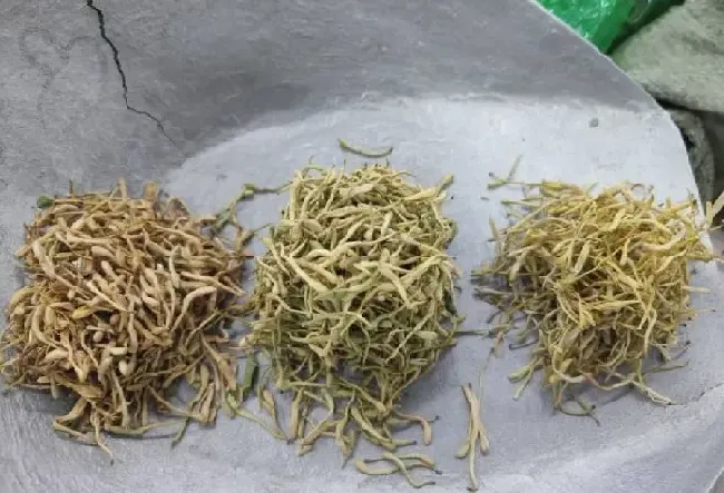 植物泡水|金银花叶子可以泡水喝吗