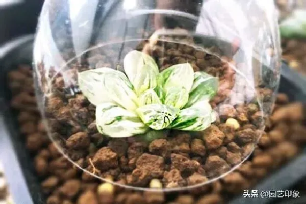 养殖方法|图解多肉植物玉露怎么闷养（多肉玉露为什么要闷养养护）