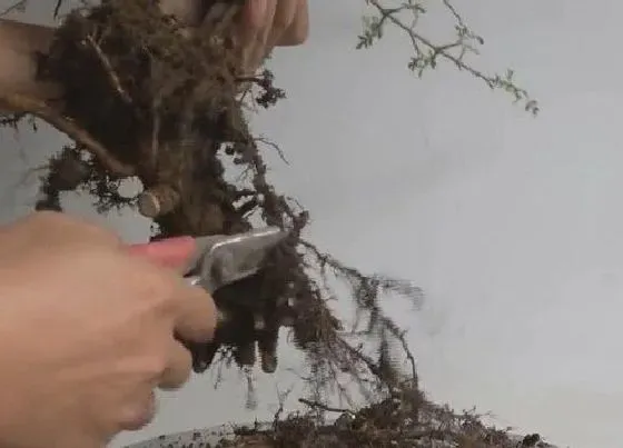 植物修剪|白蜡树什么时候剪枝合适