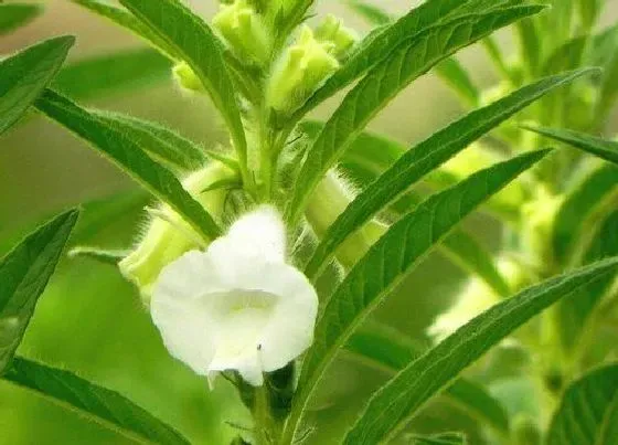 植物百科|芝麻掌开花吗 开花什么样子