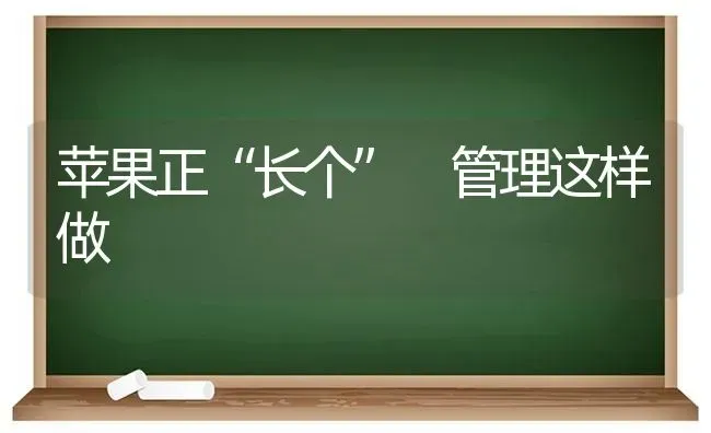 苹果正“长个” 管理这样做 | 瓜果种植