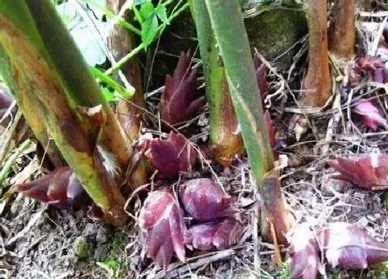 植物百科|洋河是什么植物类别
