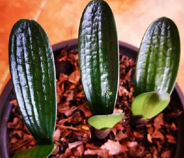 植物移栽|君子兰上盆方法与步骤 上盆养护注意事项