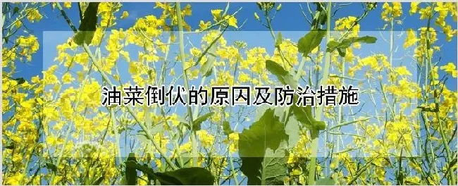 油菜倒伏的原因及防治措施 | 农业科普