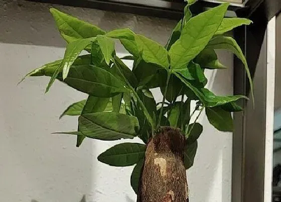 植物招财|属龙养什么植物旺财运