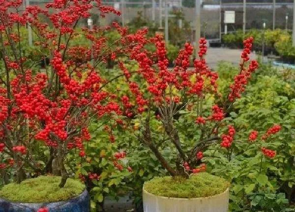 植物浇水|冬青多久浇一次水