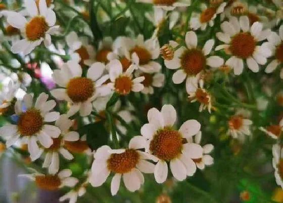 花语|雏菊的花语和寓意 适合送给什么人