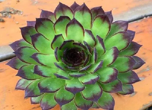 植物移栽|观音莲夏天可以换盆吗 换盆浇水方法及注意事项