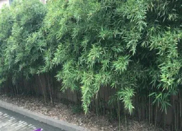 植物换土|种竹子用什么土最好