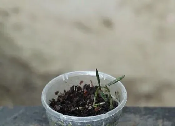 植物修剪|石斛怎么修剪方法