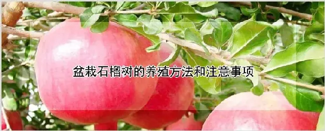 盆栽石榴树的养殖方法和注意事项 | 农业科普