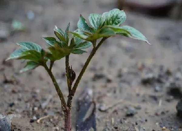 植物发芽|芍药什么时候发芽长叶