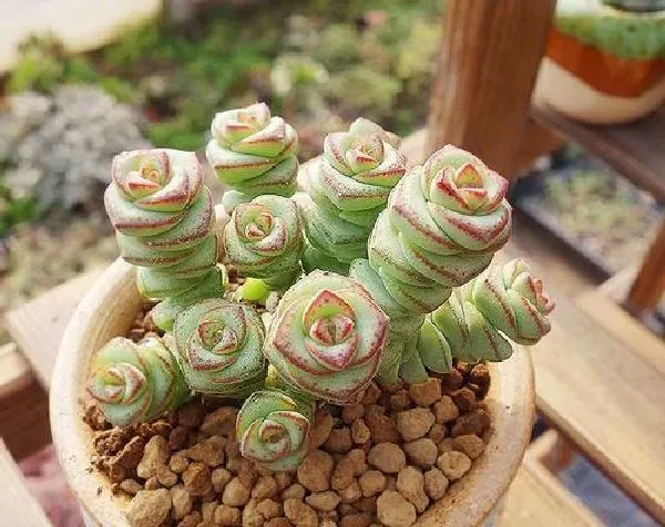 植物浇水|钱串子浇水时间和正确方法