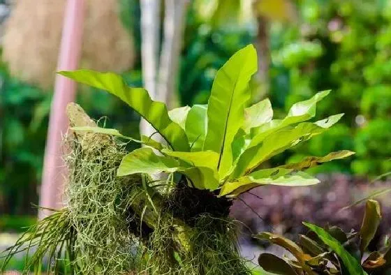 绿植|适合在家养的蕨类植物（哪些蕨类盆栽好看室内好养）