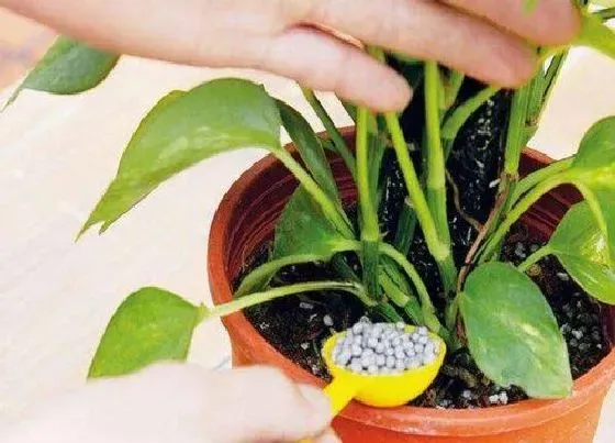植物施肥|花草浇什么肥料合适