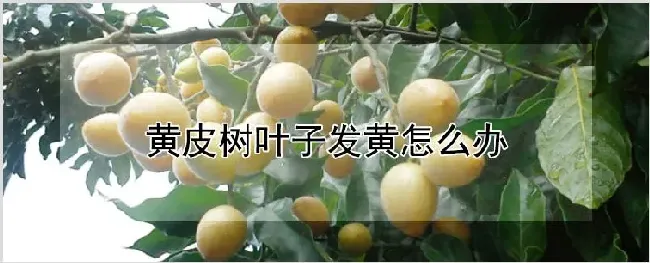 黄皮树叶子发黄怎么办 | 耕种资料
