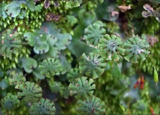 植物种类|地衣是草本植物吗