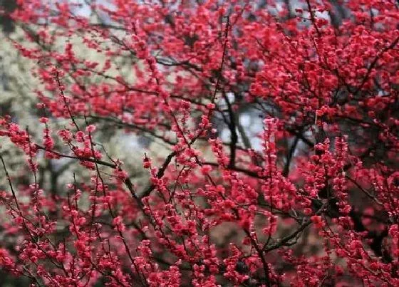 植物病害|梅花长什么样子图片 冬天梅花开花时好看的的样子