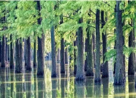 植物寓意|水杉的风水寓意和摆放位置