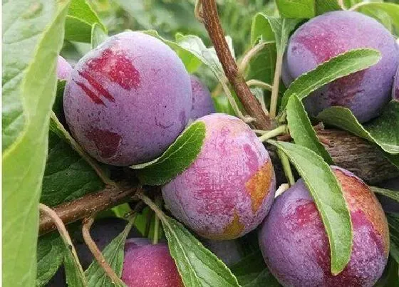 种植管理|脆红李几年结果实