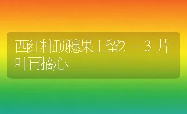 西红柿顶穗果上留2-3片叶再摘心 | 瓜果种植