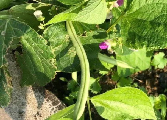 种植管理|扁豆种植时间与生长周期