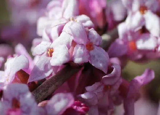 花期|瑞香的花期是什么时候