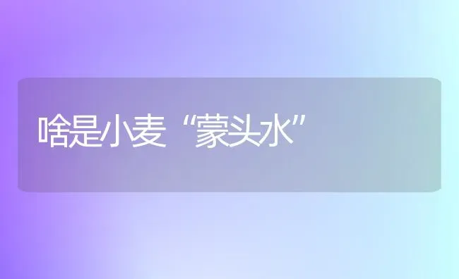 啥是小麦“蒙头水” | 粮油作物种植