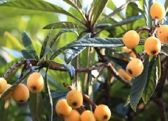 种植管理|枇杷种植的栽培方法，枇杷树高产种植技术和管理要点）