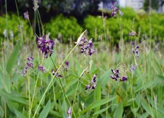 绿植|池塘适合种什么植物 5种适合在池塘生长的植物