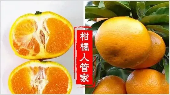 哪里有特早熟由良枝条卖 | 自然知识