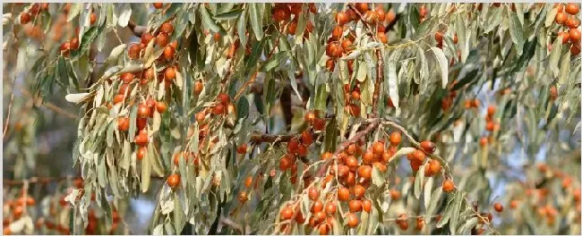 沙枣树几年挂果 | 养殖技术