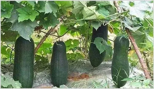 冬瓜坐瓜率低是什么原因？冬瓜坐瓜期管理及不结瓜解决方法 | 耕种资料