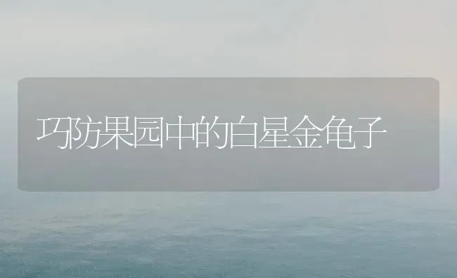 巧防果园中的白星金龟子 | 瓜果种植