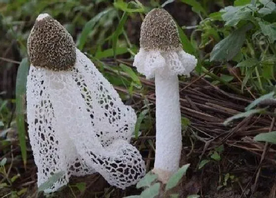 食用技巧|竹荪怎么洗才干净