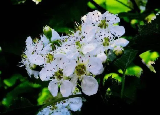 颜色花|山楂树开花是什么颜色 开的花是什么样子的
