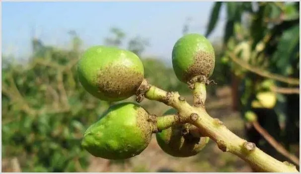 芒果蓟马、介壳虫、红蜘蛛害虫防治技巧 | 种植施肥