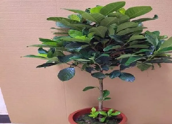 植物移栽|栀子花上盆时间与养护方法