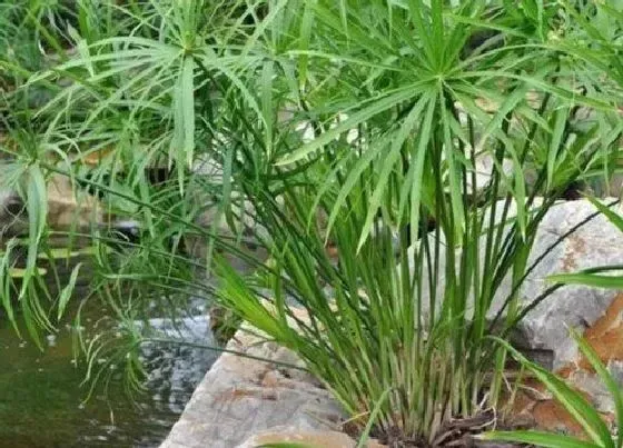 植物繁殖|水竹怎么繁殖方法和注意事项