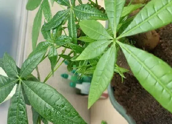 植物百科|办公室风水花卉有哪些